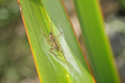 Small spider on a green and yellow lanceolate leaf. Formium (Phormium) variegated. Detail macro photography.