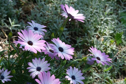 Mediterranean garden with  African daisy flowers (Dimorphotheca pluvialis). Pink and purple flower.