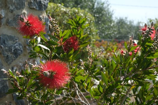 Spikes of red flowers with vegetation in spring in the garden of Liguria.