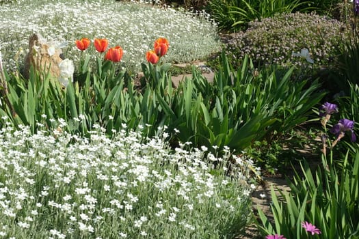 Spring flowering in the Mediterranean garden. Orange tulips, white cerastium flowers and irises.