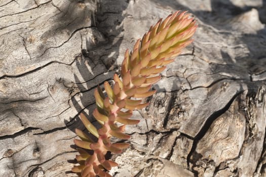 Pink sedum plant. Macro photography of the leaf with ancient wood texture.