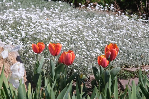 Spring flowering in the Mediterranean garden. Orange tulips, white cerastium flowers and irises.