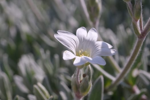 Small white Cerastium flower. Macro Photo of a spring flowering perennial plant.