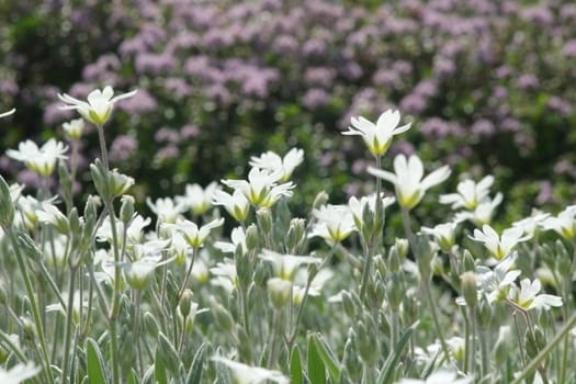 White Cerastium flowers in an Italian garden of Liguria. In the background thyme flowers with bees sucking nectar.