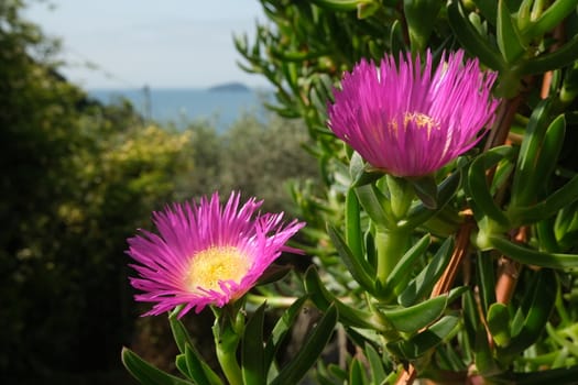 Carpobrotus flowers on the background of the Ligurian sea. Mediterranean garden with beautiful magenta succulent flowers in spring.