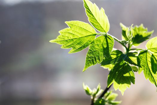 Twig with freshness green leaves against nice gray background