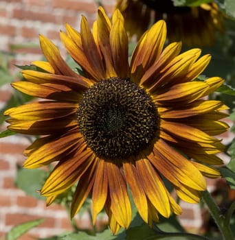 an orange sunflower in an English walled garden