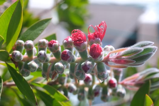 Macro photo of Callistemon flowers in a garden overlooking the Ligurian sea. Ears of red flowers in spring.