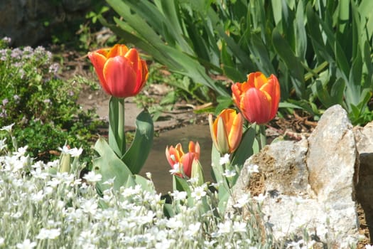 Orange tulip flowers in a rock garden. Beautiful spring bloom with cerastium and thyme.