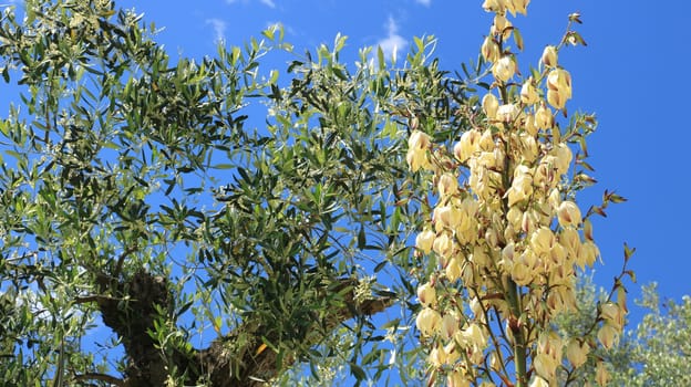 A dracena flower along with olive trees in a Mediterranean garden