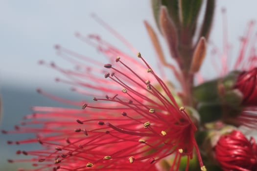 Macro Photo of Callistemon flowers in a garden overlooking the Ligurian sea. Spikes of red flowers in spring with the background of the sea with the Gulf of La Spezia.