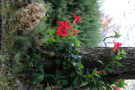 Red flowers of a dipladenia climbing plant in a Mediterranean garden. Background with rosemary plant and olive tree trunk.