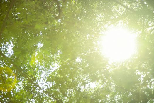 Abstract blur of green tree with light from the sun