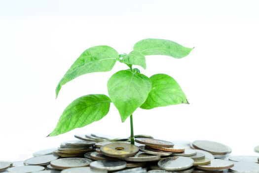 The growth of savings for future investments.  Business concept
