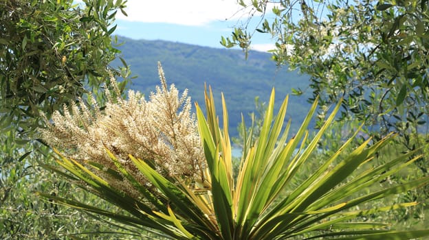 A dracena flower along with olive trees in a Mediterranean garden