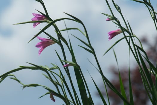 Pink flowers of wild gladiolus move in the wind. A Mediterranean garden with Gladiolus italicus bulbs blooming in spring with the sky background.