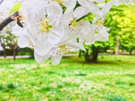 Blooming apple tree flowers in spring garden as beautiful nature landscape, plantation and agriculture scenery