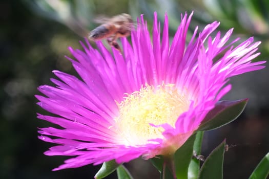 Carpobrotus flower with bee flying above. Beautiful magenta flower of succulent plant in spring.