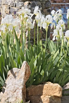 TIris flowers in a Mediterranean garden of Liguria