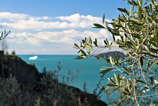  In the Gulf of La Spezia, near the Cinque Terre an olive grove between the blue of the sky and the Mediterranean green. In the background, Palmaria Island and a Cargo ship