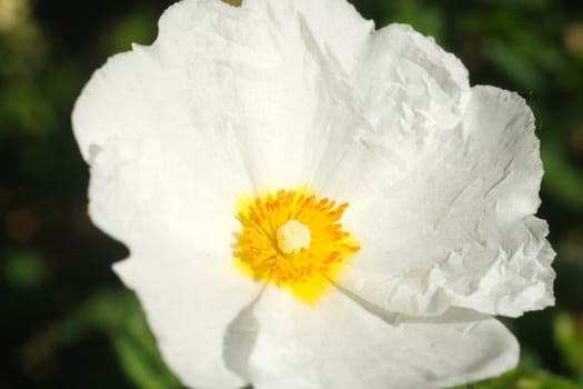 Macro with white cistus flowers in a Ligurian garden. Flowering with roses typical of the Mediterranean climate with crumpled petals.