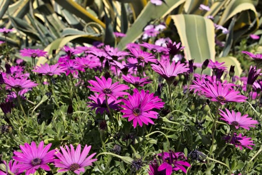 A Mediterranean garden in Liguria with a bush of purple African daisies.