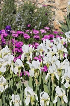 In a Mediterranean garden of the Ligurian coast with purple African daisy flowers and white irises.