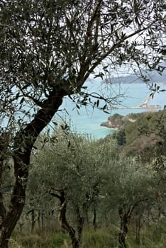An olive grove on the sea