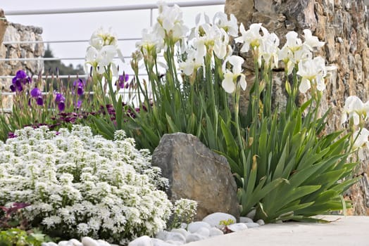 The flowers of African daisy (Dimorphoteca pluvialis), Iberis and Iris.