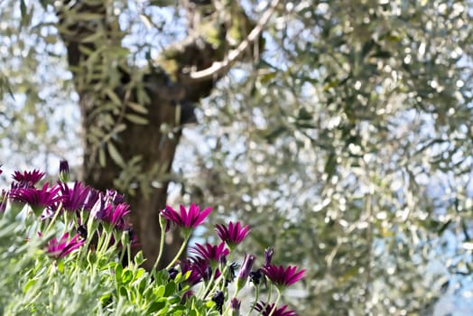 The purple-red flowers in a Mediterranean garden in Liguria. In the background an olive tree and the horizon of the sea