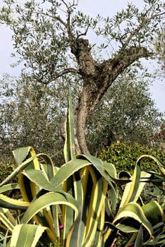 Mediterranean garden with agave and olive trees