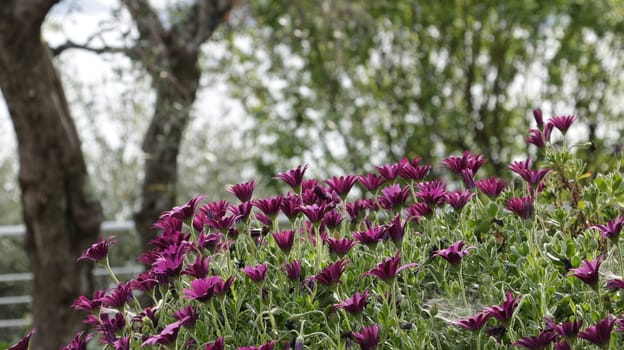 The purple-red flowers in a Mediterranean garden in Liguria. In the background an olive tree and the horizon of the sea