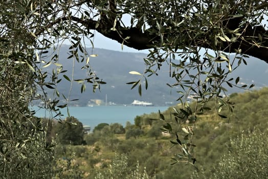 An olive tree placed in the hills on the ligue sea. In the background the Gulf of La Spezia)