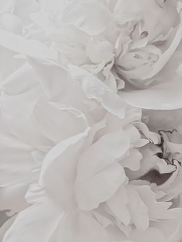 White peony flower as abstract floral background for holiday branding design