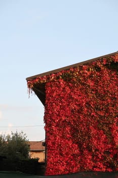 The red leaves of a Canadian vine color the facade of a house in Lombardy.