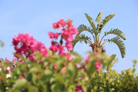 Muse plant in a Mediterranean garden with pink flowers and bright sky.