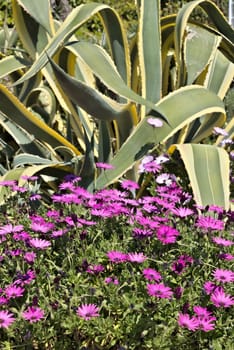A Mediterranean garden in Liguria with a bush of purple African daisies.