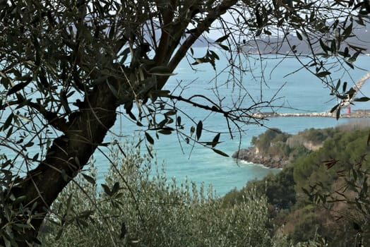 Olive leaves on the background of the cliff