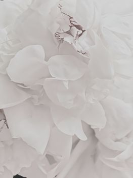 White peony flower as abstract floral background for holiday branding design