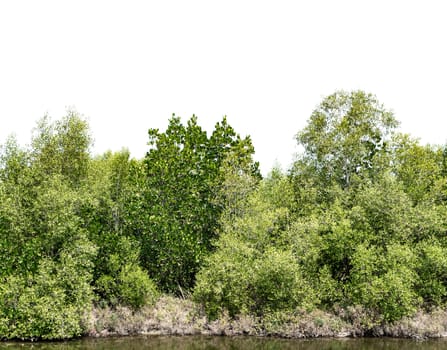 Trees with pond on white background.  Background concept