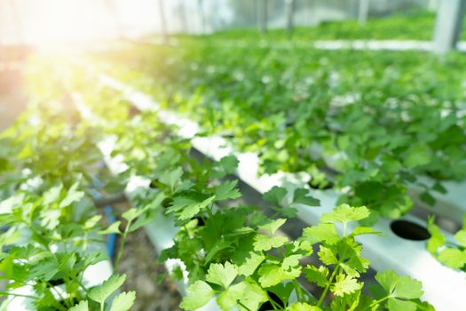 Organic celery in a vegetable garden