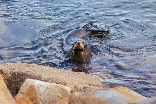 A seal basks in the sun in Narooma, New South Wales, Australia