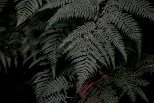 Blurred green leaf at the forest.  Abstract background