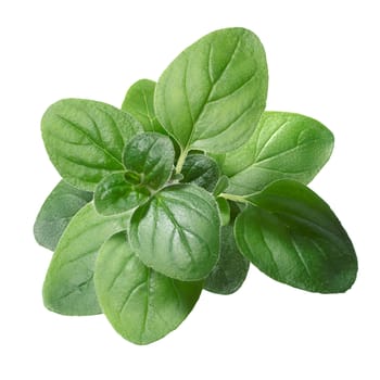  Oregano (Origanum vulgare) leaves. Clipping path, infinite depth of field