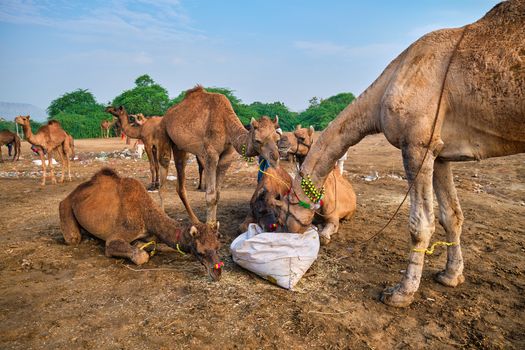 Camels at Pushkar Mela Pushkar Camel Fair famous tourist attraction in Pushkar, Rajasthan, India