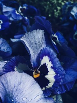 Blue flower on dark background, floral and nature concept