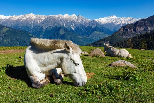 Horses grazing in Himalayas mountains. Himachal Pradesh, India