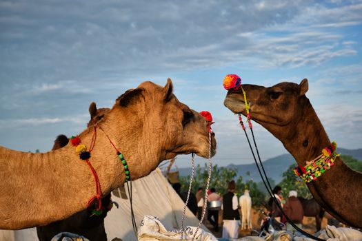 Camels at Pushkar Mela Pushkar Camel Fair famous tourist attraction in Pushkar, Rajasthan, India