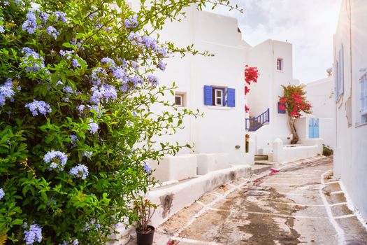 Picturesque narrow street with traditional whitewashed houses with blooming bougainvillea flowers of Naousa town in famous tourist attraction Paros island, Greece