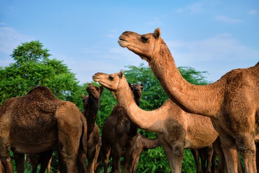 Camels at Pushkar Mela Pushkar Camel Fair famous tourist attraction in Pushkar, Rajasthan, India